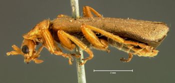 Media type: image;   Entomology 8157 Aspect: habitus lateral view